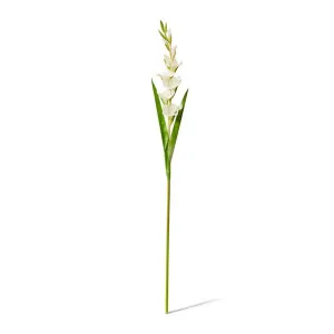 Gladiolus Stem - 13 x 8 x 106cm by null, a Plants for sale on Style Sourcebook