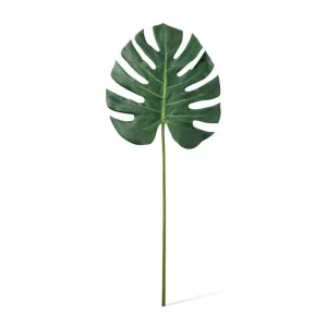 Monstera Lush Stem - 33 x 2 x 78cm by null, a Plants for sale on Style Sourcebook