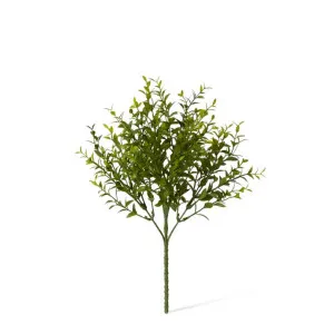 Boxwood Bush - 20 x 20 x 34cm by null, a Plants for sale on Style Sourcebook