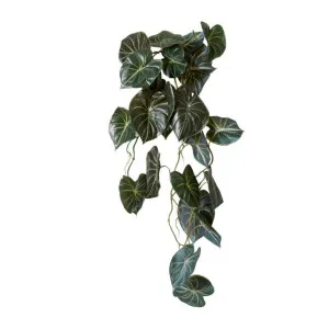 Anthurium Vine Hanging Plant - 32 x 30 x 90cm by null, a Plants for sale on Style Sourcebook