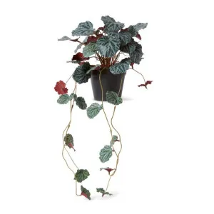 Saxifraga Hanging Plant Potted - 27 x 27 x 56cm by null, a Plants for sale on Style Sourcebook