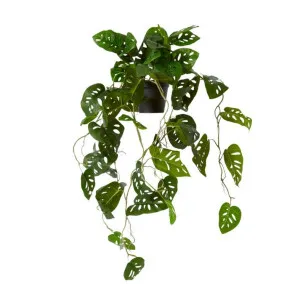Swiss Cheese Hanging Plant Potted - 38 x 35 x 84cm by null, a Plants for sale on Style Sourcebook