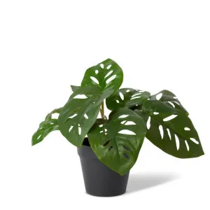 Swiss Cheese Plant Potted - 38 x 38 x 33cm by null, a Plants for sale on Style Sourcebook