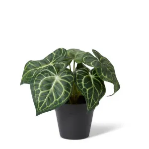 Anthurium Plant Potted - 24 x 24 x 23cm by null, a Plants for sale on Style Sourcebook