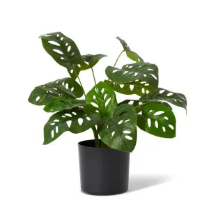 Swiss Cheese Plant Potted - 33 x 33 x 50cm by null, a Plants for sale on Style Sourcebook