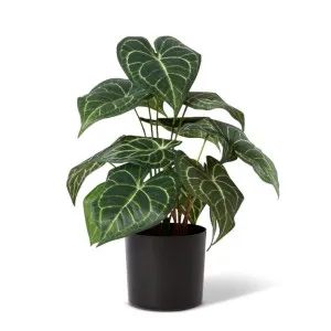 Anthurium Plant Potted - 32 x 30 x 42cm by null, a Plants for sale on Style Sourcebook