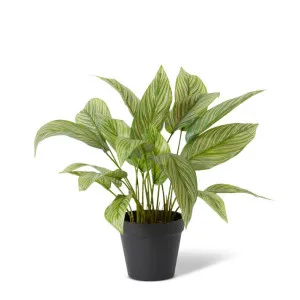 Calathea Plant Potted - 35 x 35 x 43cm by null, a Plants for sale on Style Sourcebook