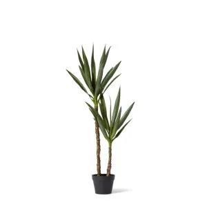 Dracaena Plant Potted - 56 x 44 x 112cm by null, a Plants for sale on Style Sourcebook
