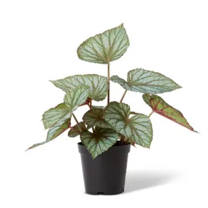 Begonia Re x  Potted - 46 x 43 x 47cm by null, a Plants for sale on Style Sourcebook