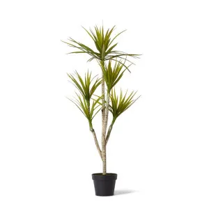 Yucca Tree - 70 x 70 x 116cm by null, a Plants for sale on Style Sourcebook