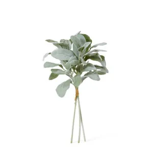 Lambs Ear Bundle - 25 x 25 x 35cm by null, a Plants for sale on Style Sourcebook