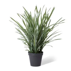 Dracaena Grass Plant Potted - 64 x 60 x 90cm by null, a Plants for sale on Style Sourcebook