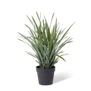 Dracaena Grass Plant Potted - 60 x 60 x 70cm by null, a Plants for sale on Style Sourcebook