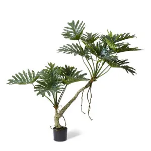 Split Philo Plant Potted - 120 x 90 x 170cm by null, a Plants for sale on Style Sourcebook