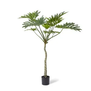 Split Philo Plant Potted - 90 x 90 x 180cm by null, a Plants for sale on Style Sourcebook