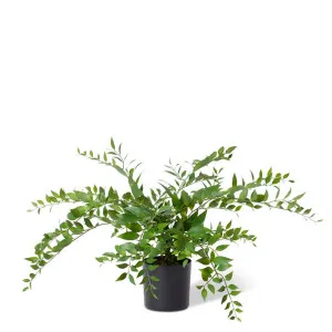 Lacquer Plant - 55 x 55 x 45cm by null, a Plants for sale on Style Sourcebook