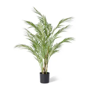 Phoenix Palm Plant - 70 x 70 x 90cm by null, a Plants for sale on Style Sourcebook