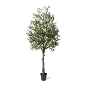 Olive Tree - 130 x 130 x 300cm by null, a Plants for sale on Style Sourcebook