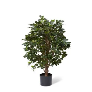 Ficus Retusa Tree - 45 x 45 x 90cm by null, a Plants for sale on Style Sourcebook