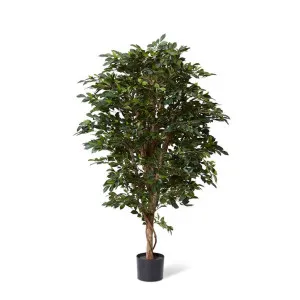 Ficus Retusa Tree - 58 x 58 x 150cm by null, a Plants for sale on Style Sourcebook