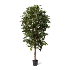 Ficus Retusa Tree - 65 x 65 x 210cm by null, a Plants for sale on Style Sourcebook