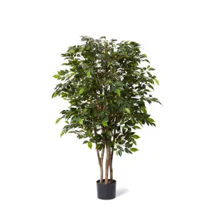 Ficus Mini Tree - 55 x 55 x 150cm by null, a Plants for sale on Style Sourcebook