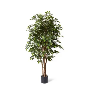 Ficus Mini Tree - 63 x 63 x 180cm by null, a Plants for sale on Style Sourcebook