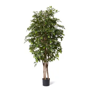 Ficus Mini Tree - 75 x 75 x 210cm by null, a Plants for sale on Style Sourcebook
