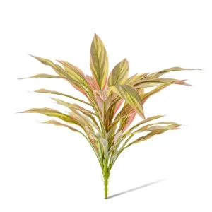 Dracaena Bush - 40 x 45 x 48cm by null, a Plants for sale on Style Sourcebook