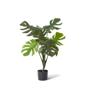 Monstera Vine Plant - 70 x 70 x 80cm by null, a Plants for sale on Style Sourcebook