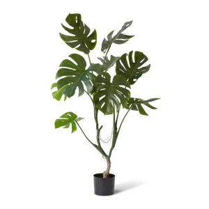 Monstera Vine Plant - 100 x 95 x 125cm by null, a Plants for sale on Style Sourcebook