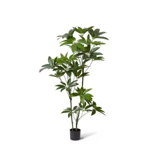 Schefflera Tree - 90 x 70 x 155cm by null, a Plants for sale on Style Sourcebook