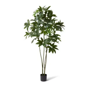 Schefflera Tree - 110 x 100 x 220cm by null, a Plants for sale on Style Sourcebook