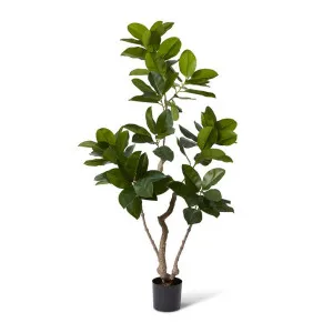 Ficus Altissima Tree - 85 x 60 x 185cm by null, a Plants for sale on Style Sourcebook