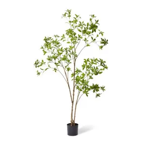 Pieris Japonica Tree - 90 x 90 x 180cm by null, a Plants for sale on Style Sourcebook