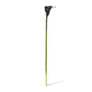 Lily Calla Stem - 14 x 8 x 81cm by null, a Plants for sale on Style Sourcebook