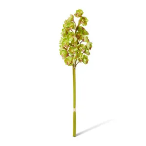 Cymbidium Stem Bundle x 2 - 24 x 18 x 74cm by Elme Living, a Plants for sale on Style Sourcebook