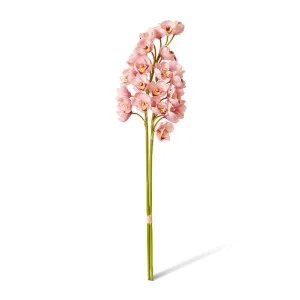 Cymbidium Stem Bundle x 2 - 24 x 18 x 74cm by Elme Living, a Plants for sale on Style Sourcebook