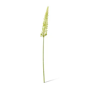 Foxtail Lily Mini Stem - 6 x 4 x 75cm by null, a Plants for sale on Style Sourcebook