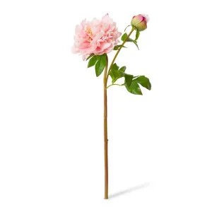 Peony Festiva Spray (RT) - 30 x 20 x 61cm by null, a Plants for sale on Style Sourcebook