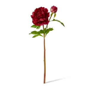 Peony Festiva Spray (RT) - 30 x 20 x 61cm by null, a Plants for sale on Style Sourcebook