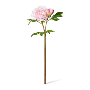 Peony Festiva Spray (RT) - 30 x 20 x 61cm by null, a Plants for sale on Style Sourcebook