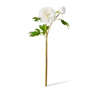 Peony Festiva Spray (RT) - 30 x 20 x 61cm by null, a Plants for sale on Style Sourcebook