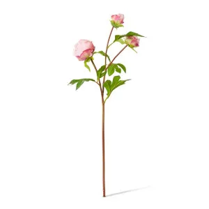 Peony Bud Spray (RT) - 25 x 25 x 62cm by null, a Plants for sale on Style Sourcebook