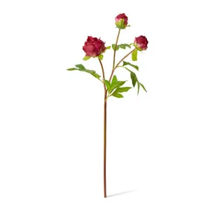Peony Bud Spray (RT) - 25 x 25 x 62cm by null, a Plants for sale on Style Sourcebook