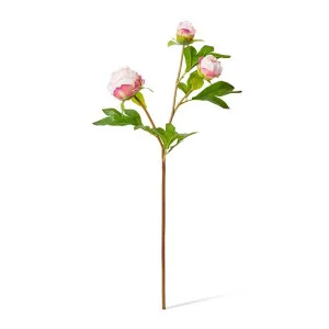 Peony Bud Spray (RT) - 25 x 25 x 62cm by null, a Plants for sale on Style Sourcebook