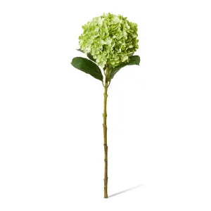 Hydrangea Stem - 24 x 24 x 75cm by null, a Plants for sale on Style Sourcebook