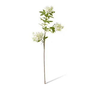 Lace Flower Stem - 40 x 30 x 100cm by null, a Plants for sale on Style Sourcebook