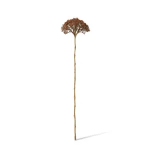 Queen Ann Lace Stem - 12 x 11 x 53cm by null, a Plants for sale on Style Sourcebook