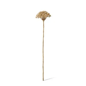 Queen Ann Lace Stem - 12 x 11 x 53cm by null, a Plants for sale on Style Sourcebook